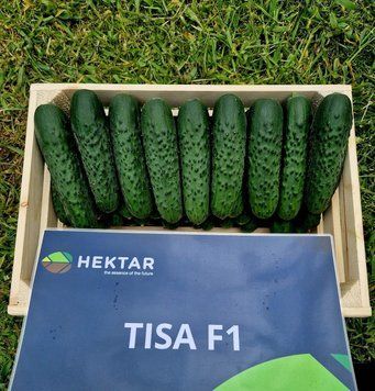 Тіса F1, 10 шт 581 фото